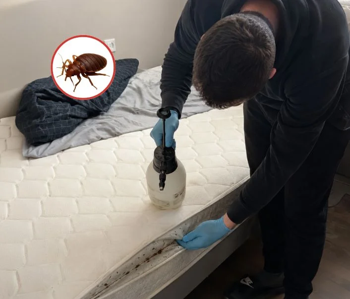 Technicien traitant un matelas contre les punaises de lit à Mitry-Mory